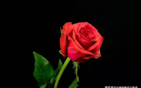 160亿支，这是云南送给世界的浪漫！