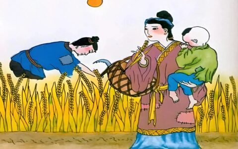 三夏时节喜丰收，农民忙碌笑开颜：金黄麦田见证辛勤与希望