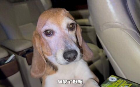 原创
            说到做到！杜江霍思燕分享和珍珠相处视频，10岁嗯哼罕见出镜-杜江霍思燕秀恩爱视频