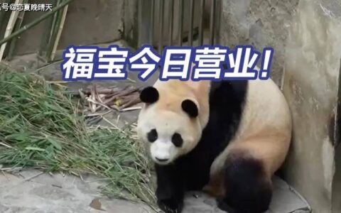福宝营业了