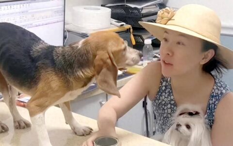 原创
            笑爆了！98%的实验犬都是比格？为什么选择比格犬，听听业内人怎么说-实验犬比格犬