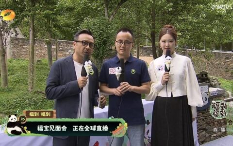 大熊猫福宝回国首次公开亮相后，“福宝的新居日记”慢直播上线-大熊猫福宝超话